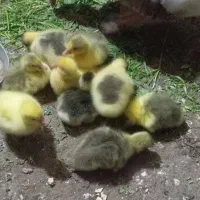 زیبایی طبیعت