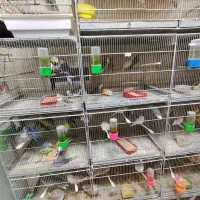 پرنده فروشی