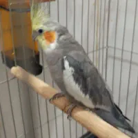 عروس هلندی نر