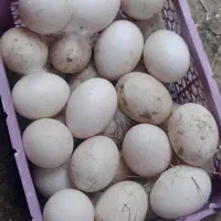 تخم اردک اسرائیلی