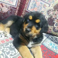 سگ روتوایلر