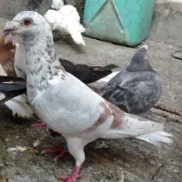 حیوون سارسوسکی ناجلد