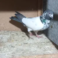 پنج عدد کبوتر پرشی و زمینی