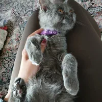 گربه بریتیش واگذار میشه