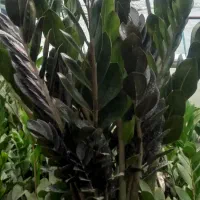 گلخانه پیچک