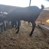 بز آبستن|حیوانات مزرعه|بوشکان, |دیوار