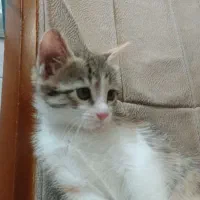 واگذاری بچه گربه