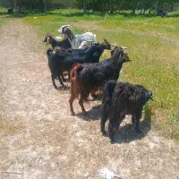 فروش دوراس بزکهره دار و چند راس کولار