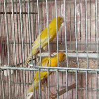 دو جفت قناری یکسر کاردادن