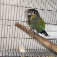 کریمسون نر 6ماهه