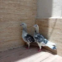 کبوتر