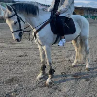 نریان (اخته)خارجی