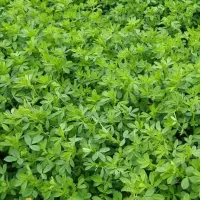 یونجه علف خشک چرخاب
