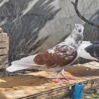 کبوتر پرشی|پرنده|قائم‌شهر, |دیوار