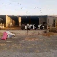 فروش گاوداری شیری۲هکتار پروانه۱۵۰راس چاه آب صفادشت|فروش دفتر صنعتی، کشاورزی، تجاری|صفادشت, |دیوار