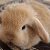 خرگوش لوپ کوچک|موش و خرگوش|قشم, |دیوار