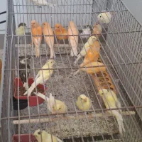 قناری رنگ روشن