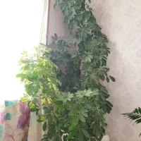 گل‌های آپارتمانی زیبا و شاداب|گل و گیاه طبیعی|صدرا-فارس, فاز ۱|دیوار