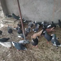 سیاه پلنگ