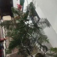 گل چتری|گل مصنوعی|میاندوآب, |دیوار