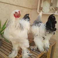 خروس نژادداراصیل برهما