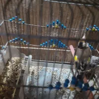 دوعددسهره نر