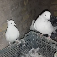 کبوتر جفت|پرنده|سجاس رود, |دیوار