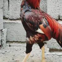 خروس|حیوانات مزرعه|رودان, |دیوار