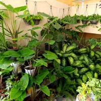 بابا آدم و...|گل و گیاه طبیعی|الیگودرز, |دیوار