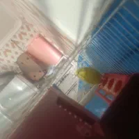 مرغ عشق پروانه ی ماده معامله با پرنده