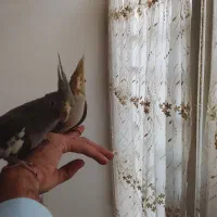 عروس هلندی|پرنده|فیروزه, |دیوار