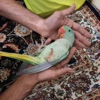 جوجه شاه طوطی نر شاه تخم