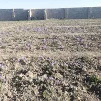 زمین 530متری عسگریه