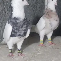 کبوتر آس