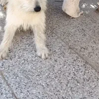 سگ پیدا شده اسلام آباد