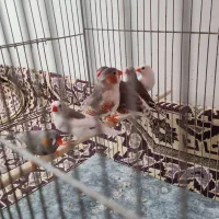 فنچ زبرا و گینگ پنگوئنی