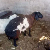 گوسفند خشک