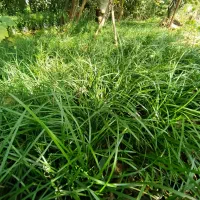 گل و گیاه چمن یال اسبی|خدمات باغبانی و درختکاری|کتالم و سادات شهر, |دیوار