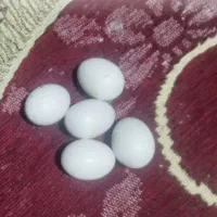 تخم عروس هلندی نطفه دار لوتینو