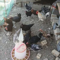 مرغ خروس گلین|حیوانات مزرعه|مرودشت, ده بید|دیوار