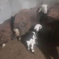 کاه دیم نرم عالی گوسفندی