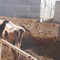 گاو شیری|حیوانات مزرعه|سده (خراسان جنوبی), |دیوار