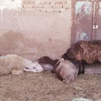 میش
