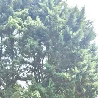 گیاه خوشک دامی