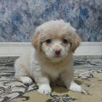 ۲ توله ۲ ماهه