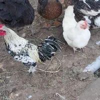مرغ خروس مینیاتوری
