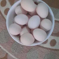 تخم مرغ براکل نطف دار