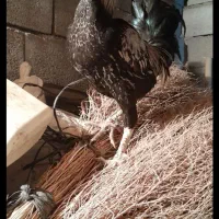 مرغ و خروس لاری