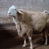 قوچ یک ساله (چهار دندان)