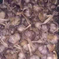 سیر بذری و معمولی برای ترشی